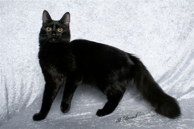 Black store angora kitten